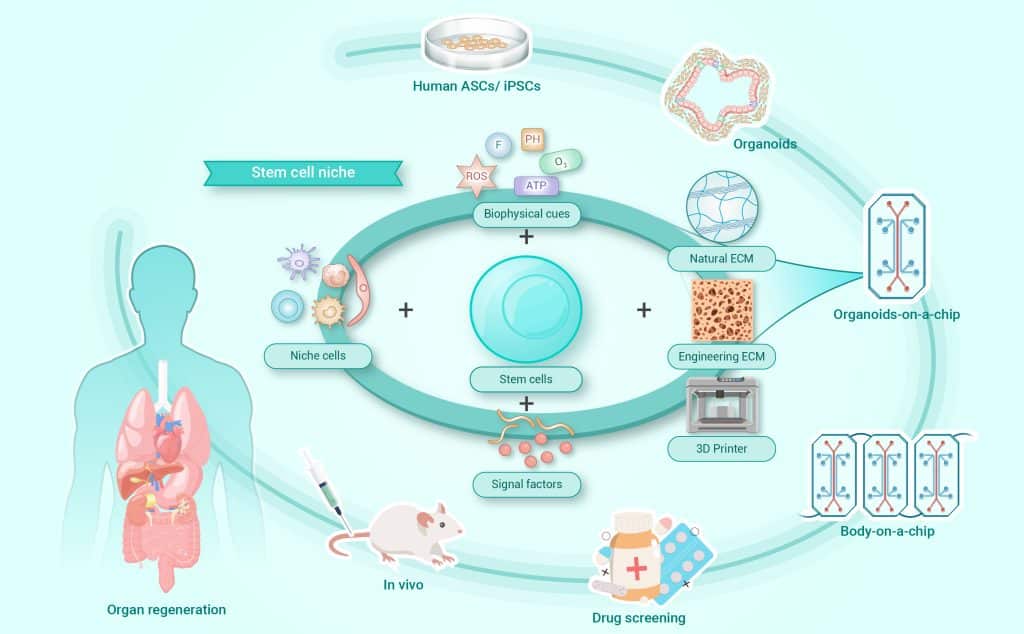 Stem Cell Therapy in Orlando
