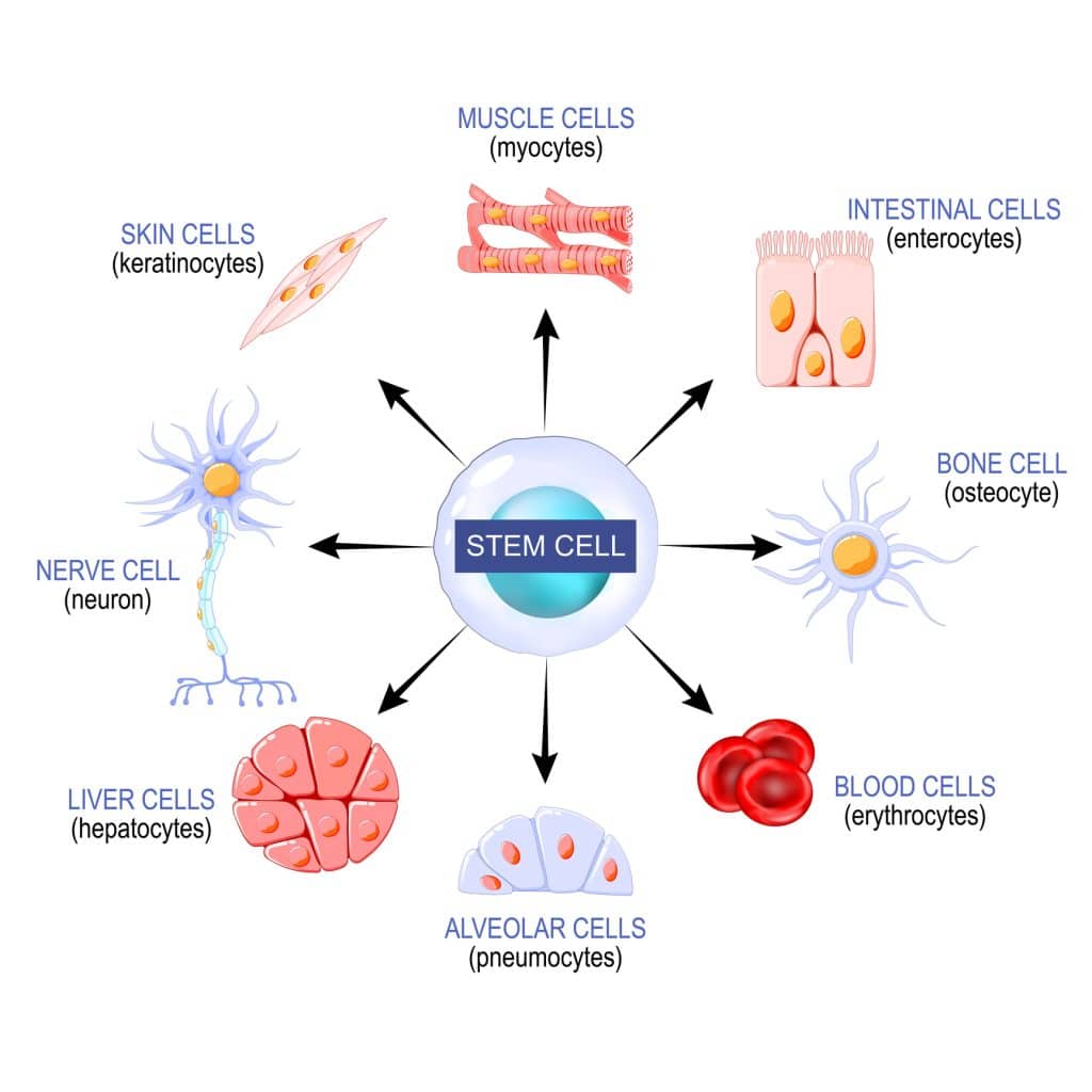 Stem Cells Injections