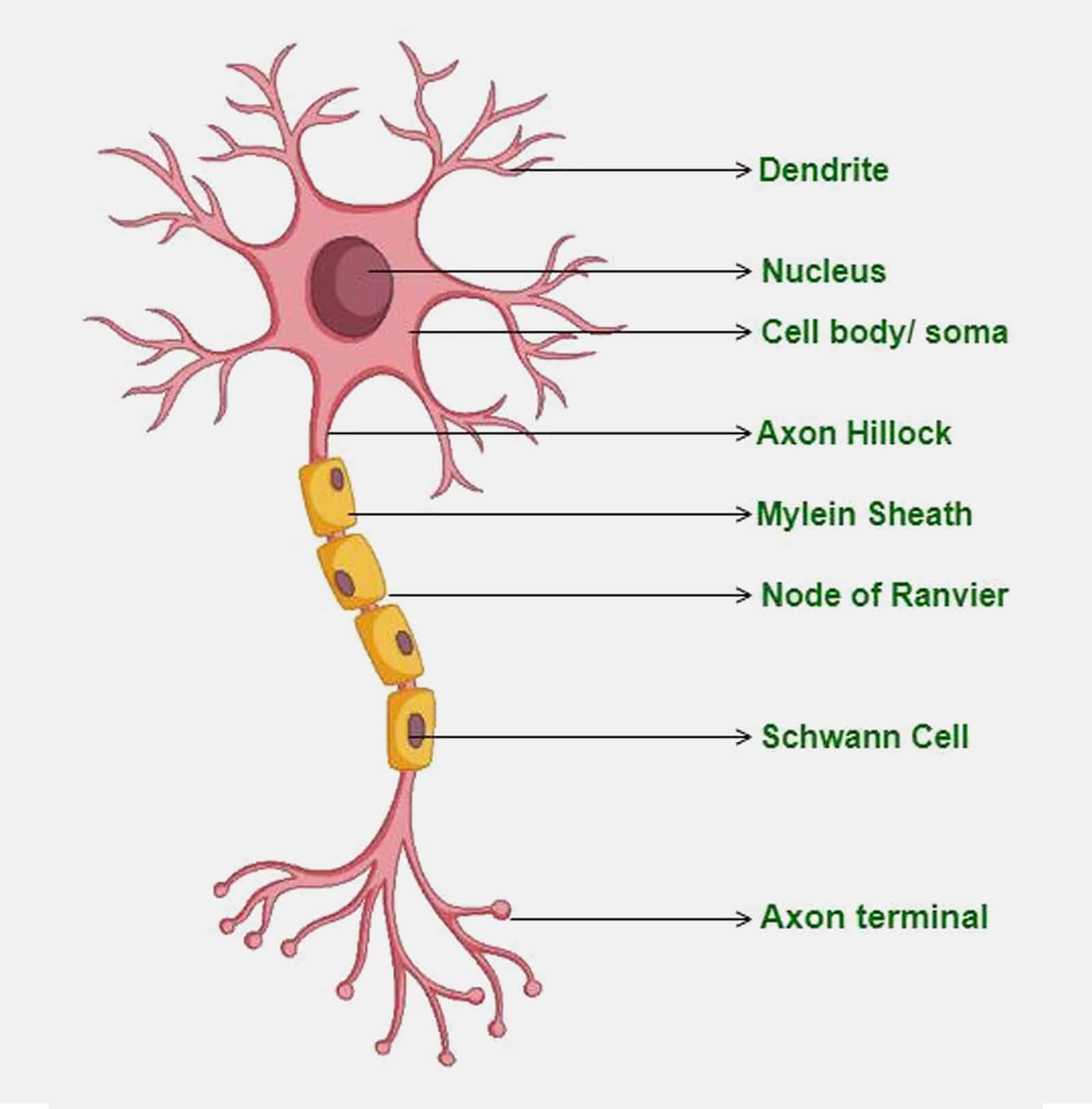 First Step Toward Lasting Relief